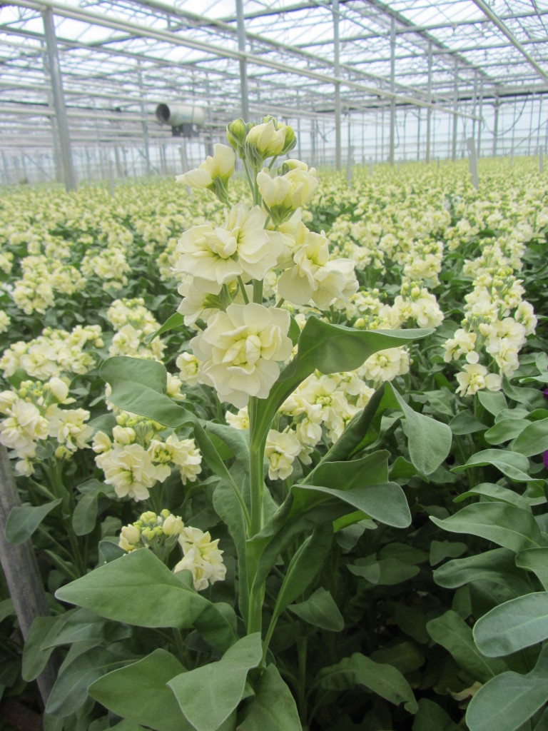 Centum Cream