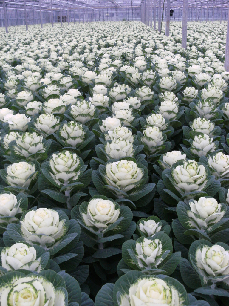 Brassica oleracea White Crane