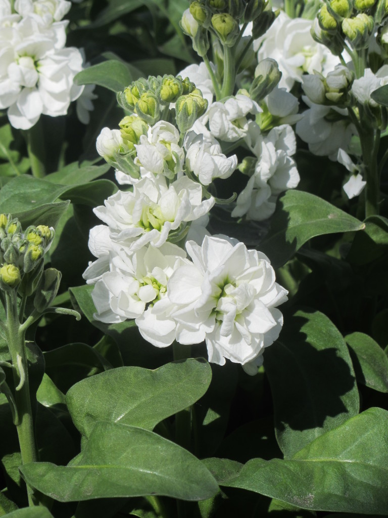 Centum White