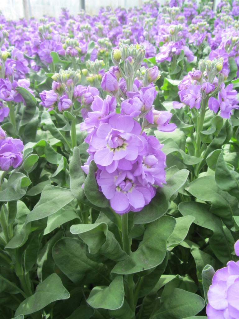 Figaro Lavender