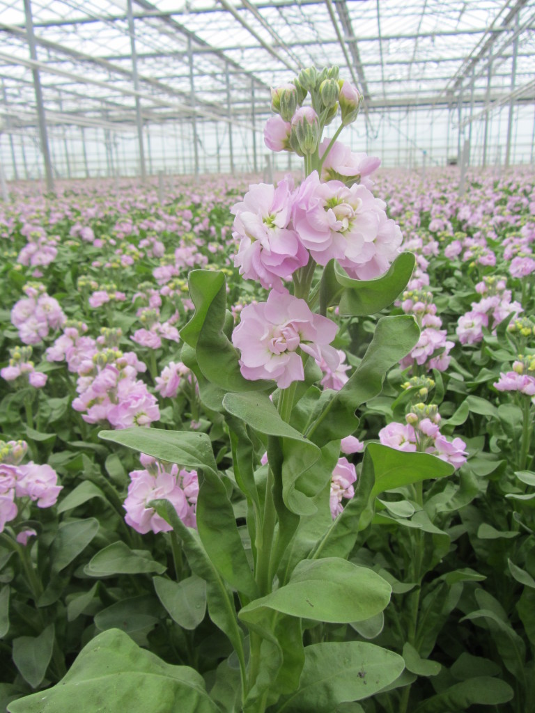 Figaro Light roze
