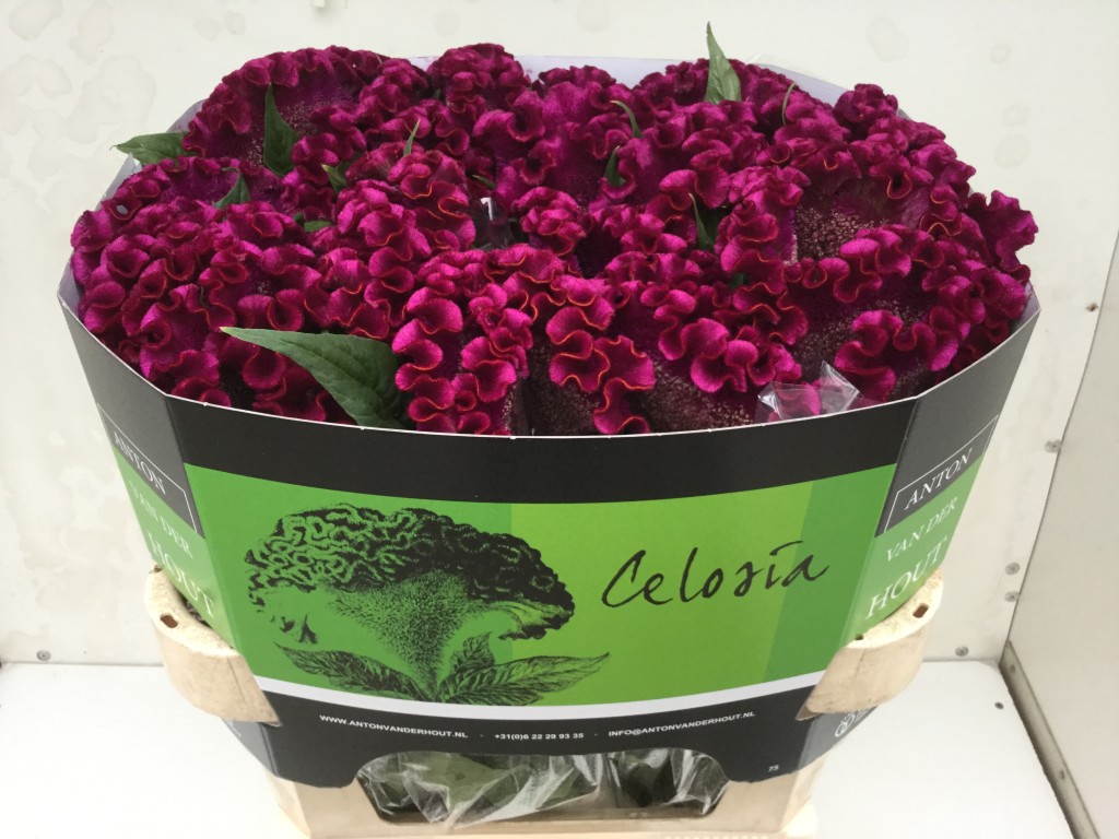 Cristi Purple kraag