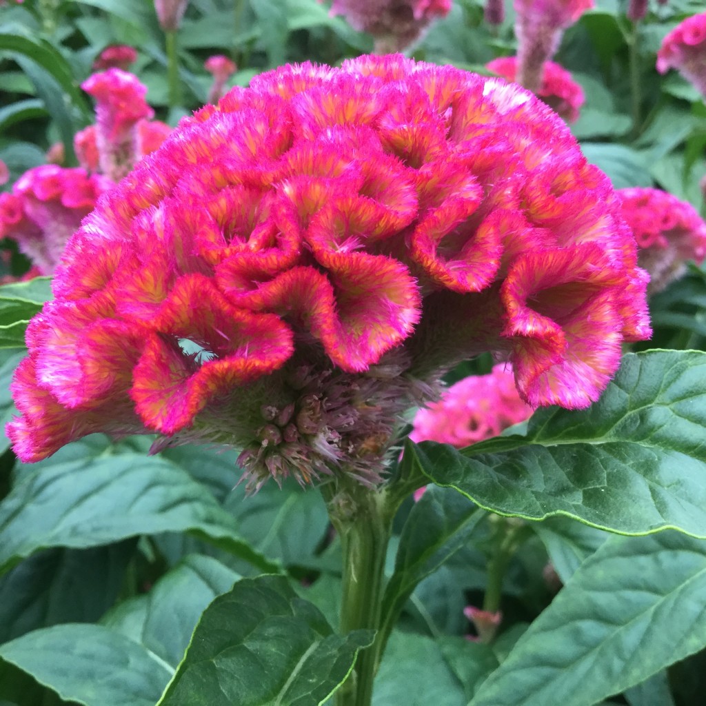 Rose Delight