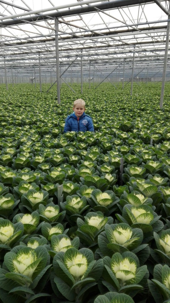 Thijs tussen de brassica