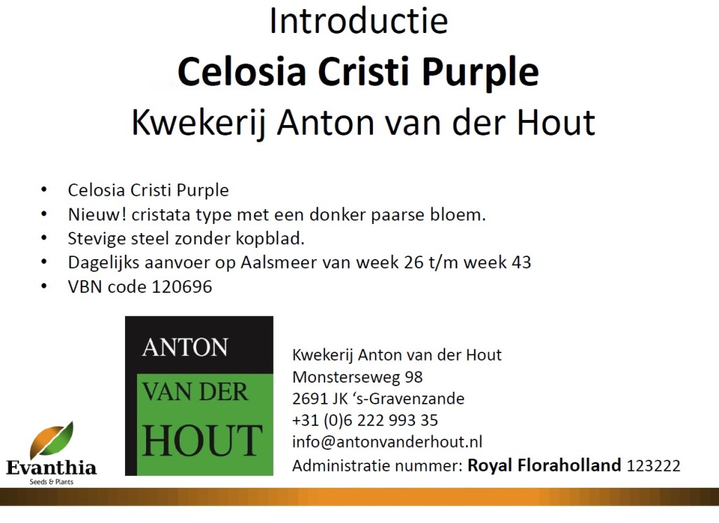 introductie-cristi-purple