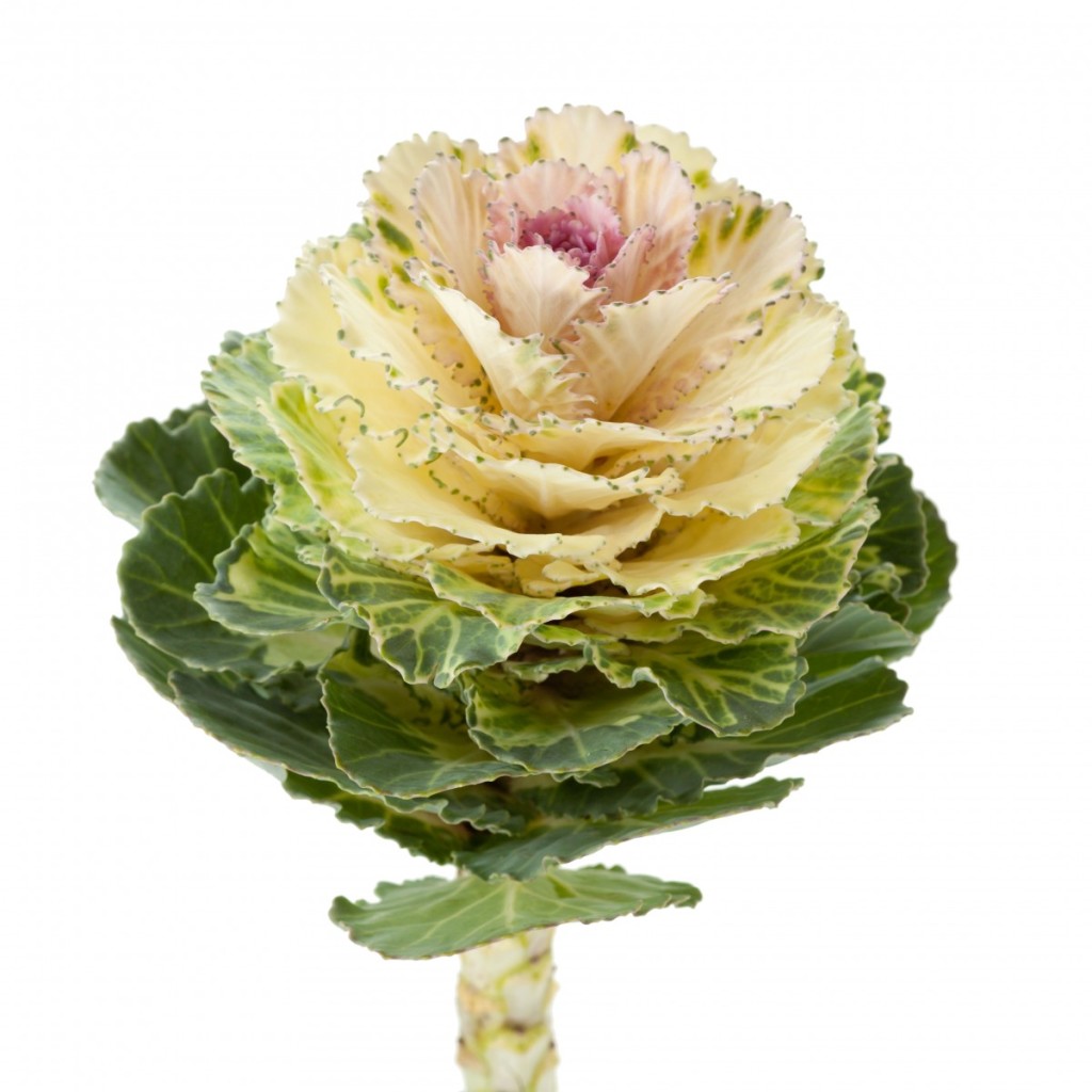 brassica-akilina