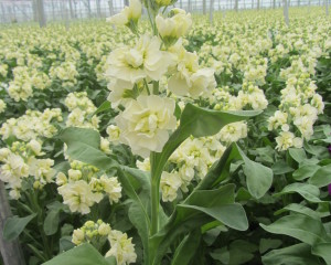 Centum Cream