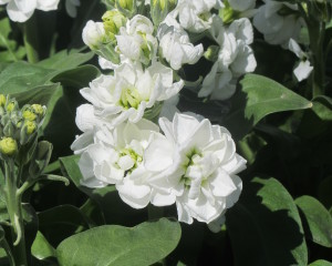 Centum White